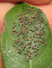 Acraea petraea