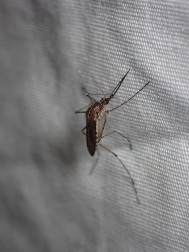 Aedes increpitus photo 3