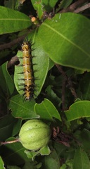 Acraea petraea