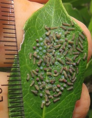 Acraea petraea