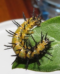 Acraea petraea
