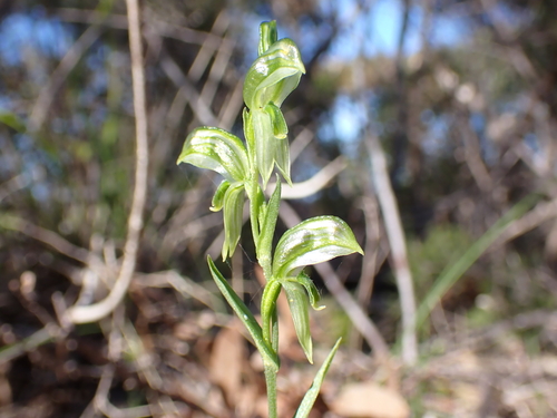 Pterostylis flavovirens thumbnail