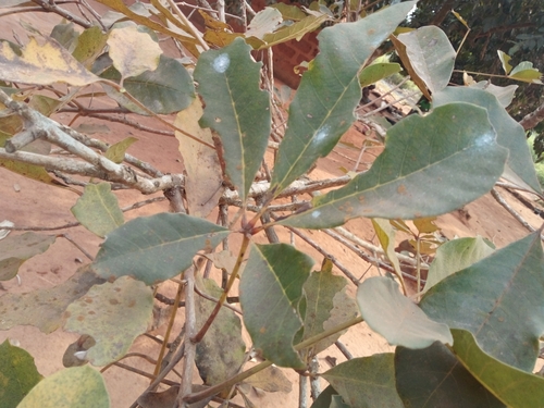 Image of Vitex doniana by (c) Sunday Berlioz KAKPO, some rights reserved (CC BY)