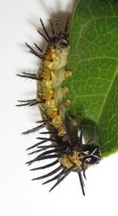 Acraea petraea