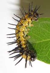 Acraea petraea