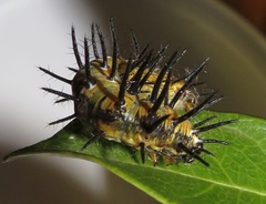 Acraea petraea