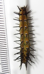Acraea petraea