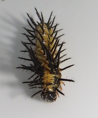 Acraea petraea