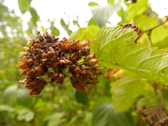 Physocarpus capitatus