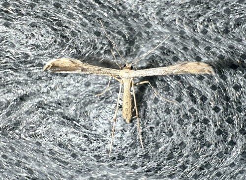 Ragweed Plume Moth photo 2