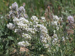 Oxytropis sericea