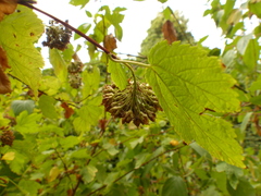 Physocarpus capitatus