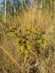 Miconia rufescens