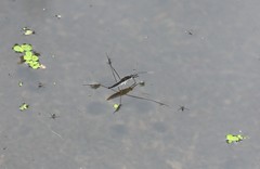 Limnoporus canaliculatus