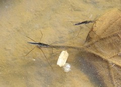 Limnoporus canaliculatus