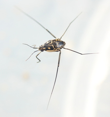 Trepobates subnitidus