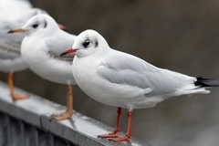 Chroicocephalus ridibundus