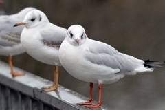 Chroicocephalus ridibundus