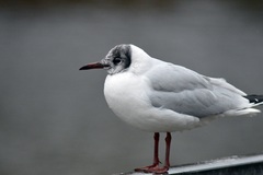 Chroicocephalus ridibundus