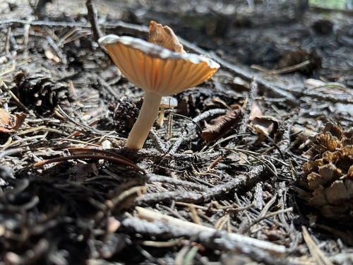 iNaturalist observation photo of Snowmelt Clitocybe