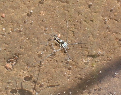 Trepobates becki