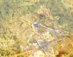 Trepobates subnitidus