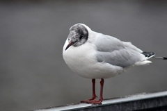 Chroicocephalus ridibundus