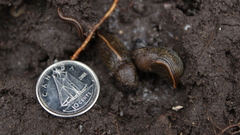 Tandonia budapestensis