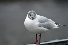 Chroicocephalus ridibundus