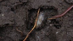 Tandonia budapestensis