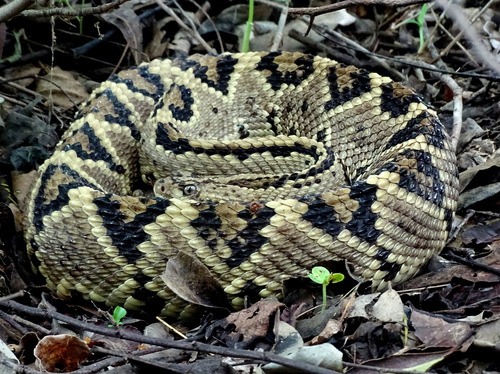 Tehuantepec Isthmus Neotropical rattlesnake, Crotalus ehecatl