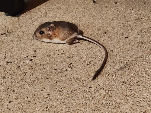 Agile Kangaroo Rat