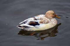 Anas platyrhynchos domesticus