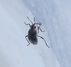 Microvelia pulchella