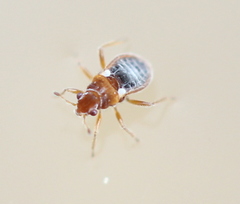 Merragata brunnea