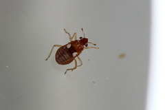 Merragata brunnea