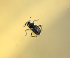 Gerromorpha