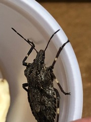 Brochymena affinis