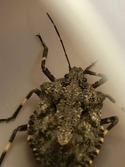 Brochymena affinis