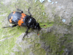 Nicrophorus mexicanus
