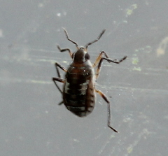 Microvelia pulchella