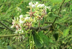 Cynanchum montevidense