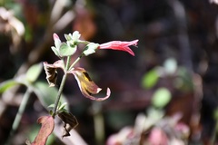 Dicliptera inutilis