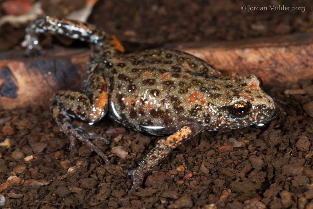 Central Ranges Toadlet