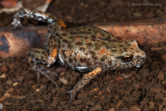 Central Ranges Toadlet photo 1