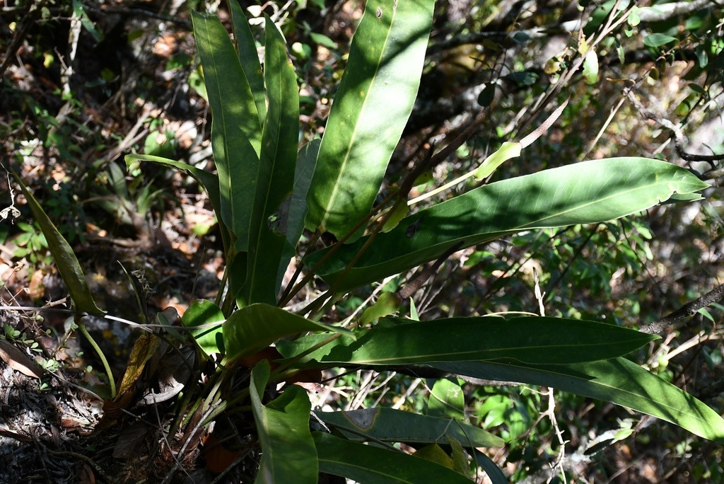 Anthurium seleri Engl.