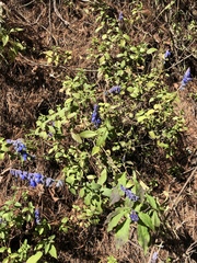 Salvia helianthemifolia