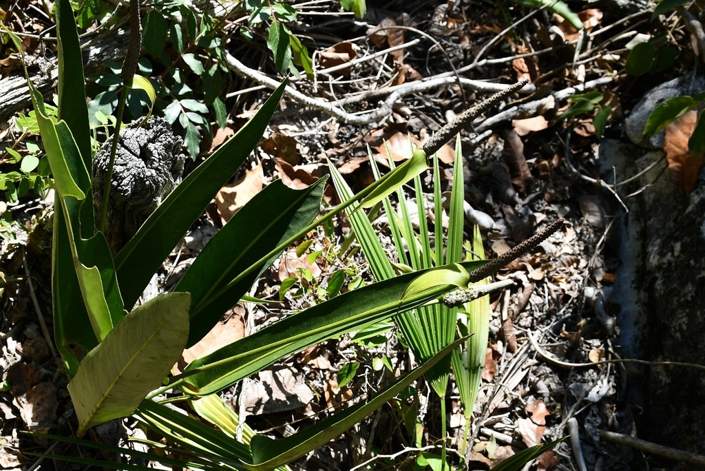 Anthurium seleri Engl. 2