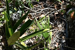 Anthurium seleri