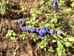 Salvia helianthemifolia